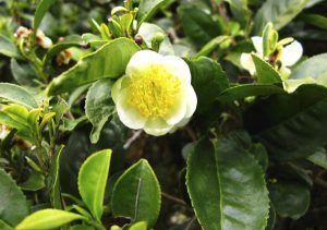 Planta del Té